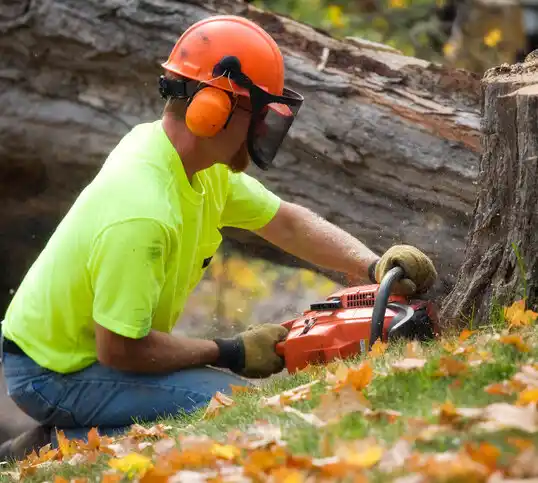 tree services Fieldsboro